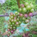 동막농장 이미지