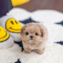 유앤미펫 고양이분양 강아지분양 인천본점 이미지