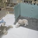 똥꼬발랄 | 송파애견분양 ■똥꼬발랄 비숑프리제 흰둥이 돌봄 분양후기■