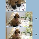 마이펫살롱 이미지