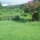 푸른목장 이미지