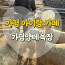 혁농장 | 서울근교 아이랑 가평 아이랑 가볼만한곳 가평양떼목장 카페와 먹이주기체험 후기