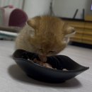아기 고양이 사료 추천 로얄캐닌 습식사료 동원 뉴트리플랜 키튼 플러스 건식사료 가격