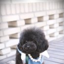 미미그루밍 이미지