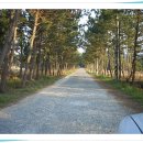 팽나무 민박 이미지