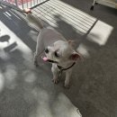 댕댕이발소 이미지