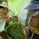 2026 영양산나물축제 주차 꿀팁과 주말 엄마랑 다녀온 찐 후기