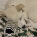 퍼피얌 그루밍 | 퍼피 임시보호 하면서 깨달은 것, 강아지 울타리는 결국 필수였다. (독톡 커스텀 울타리 설치 전후 후기)