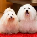 꼬똥켄넬 이미지