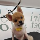 봄봄펫살롱 이미지