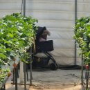 주성농장 | [논산] 2026 딸기축제 주차 및 가격 후기 | 강아지 동반, 딸기체험농장 주성농원