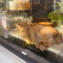 촌돼지 명가 | 앞산 카페·등산 코스 후기 + 라면 가격 현실… 그리고 ‘세상에서 가장 아름다운 이별’ 눈물 책 리뷰