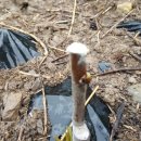 대목2천 이미지