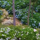 거제 팜스테이 | 6월 국내 여행지 추천 BEST 5 🌸 수국·라벤더 명소부터 숨은 자연 명소까지 총정리