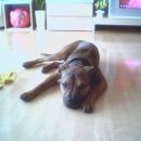 똥강아지 이미지