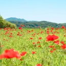 청평밧데리 | 🍂 서울 근교 단풍명소 TOP3, 양평·남양주·청평 완전정복!