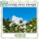 담양 아이랑 나들이 가기 좋은 곳 수국축제 죽화경