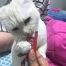 베스트고양이병원 이미지