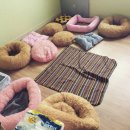 달중이네 펫호텔 이미지