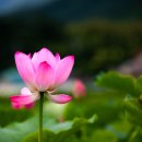 연꽃방죽체육공원 이미지