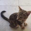A stray cat 이미지