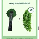 안서농장 | 네고왕 장영란 유기농 그린컬리 케일 내돈내산 리얼 후기 #요거트 #케일먹는법