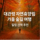 대관령자연휴양림 | 대관령 자연휴양림 가을 숲길 여행｜힐링 산책 추천