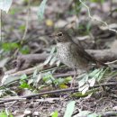 【울새(Rufous-tailed Robin)】 「집 울(울타리) 사이를 들락거리기 때문에 붙인 이름」 이미지