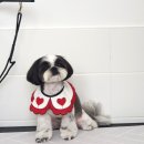 동행펫살롱 이미지