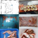 15일 홍감 홍감펭이 부산 울산 유일 심해고기 부산 배낚시 해운대 선상낚시 이미지