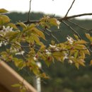 산머루펜션 이미지