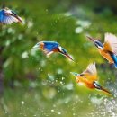 알파행정사 이미지