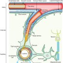 Re: 중추신경 대사 찌거기 제거 시스템.. 글림프계 glymphatic system!! 이미지