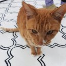 금고양이 | 야옹이네고양이카페 수원본점 후기 - 호매실 고양이 카페, 애묘 가족의 힐링 시간