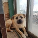 복순이네 이미지