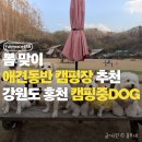 더봄애견 | 강원도 홍천 애견동반 캠핑장 추천, 캠핑중DOG 내돈내산 봄 캠핑 후기
