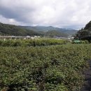 삼밭골농원