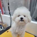 도그아레아 이미지