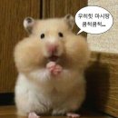 데이먼스스튜디오