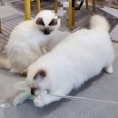 버만캣패밀리 이미지