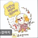 윤스강아지 이미지