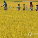 울진에 황금메뚜기 잡으러 오세요 이미지