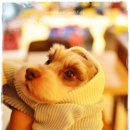 코코애견샵 이미지