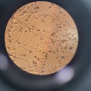 명품과일 이미지