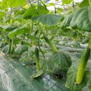 그린청과 이미지