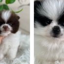 탬스켄넬 이미지