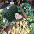 양구조은펜션 | 여름일기