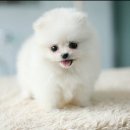 말랑말랑 이미지