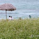 활짝핀메밀