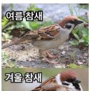 참새